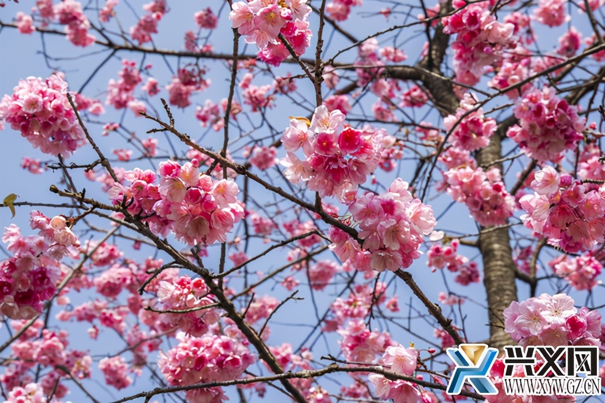 华体会网站-樱花负众望击败对手，取得胜利